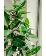 Kunstplant Rubber Plant 150 cm