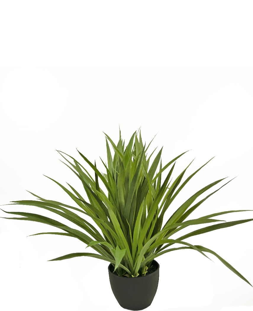 De Kunst Vetplant 40 cm is een kunstgroene, stekelige kamerplant in een zwarte pot, tegen een effen witte achtergrond.