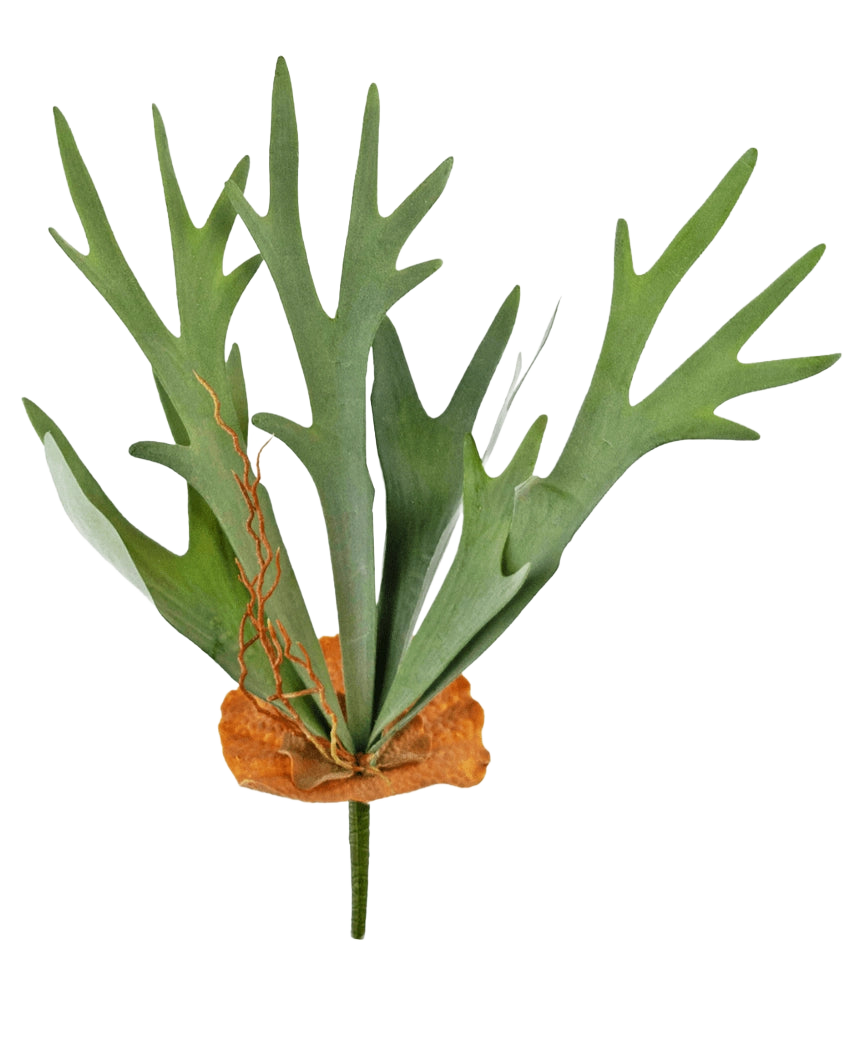 De Kunstplant Staghorn 53 cm heeft groene, geweivormige bladeren en een bruine, schildachtige basis, tegen een effen witte achtergrond.