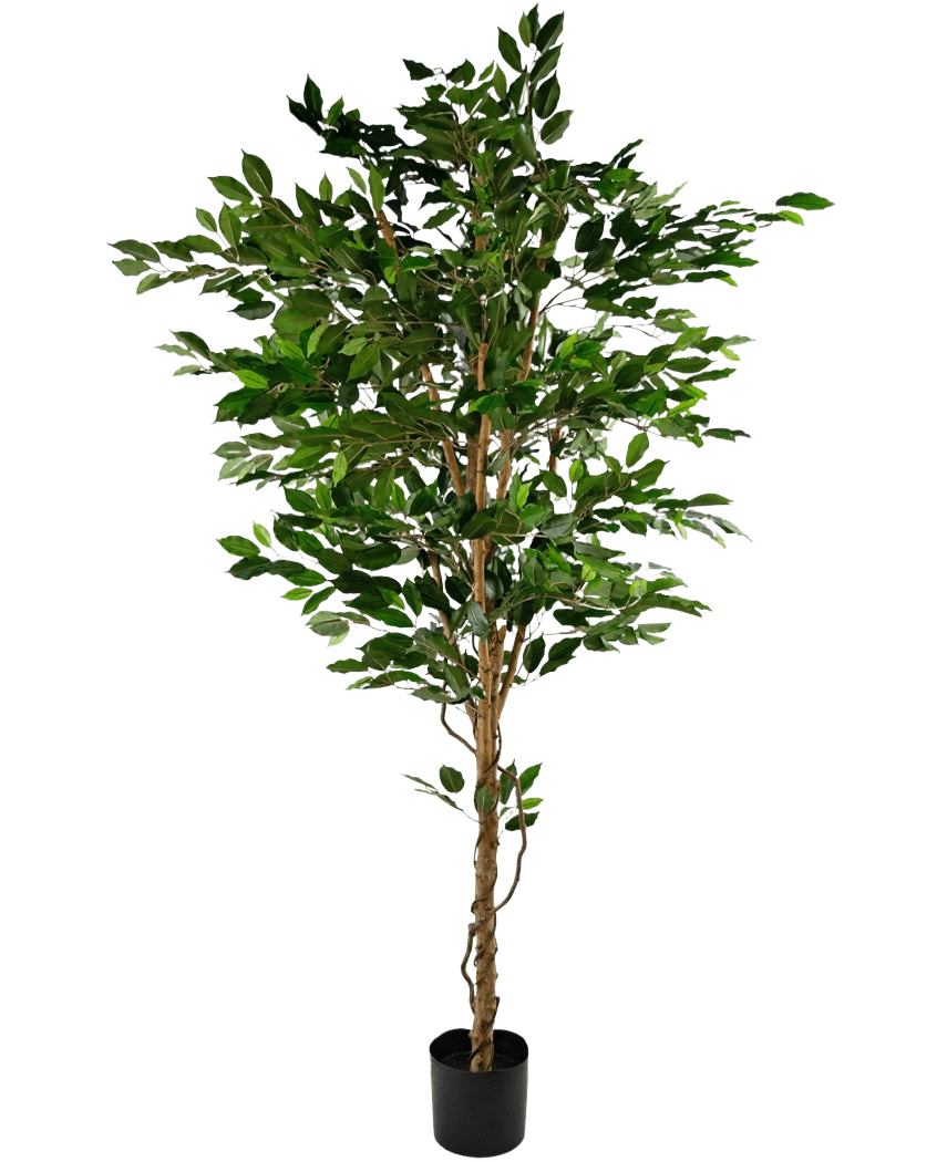 De Kunstplant Ficus Groen 210 cm is een hoge kunstboom met groene bladeren en meerdere slanke bruine stammen, in een compacte zwarte pot op een effen witte achtergrond.