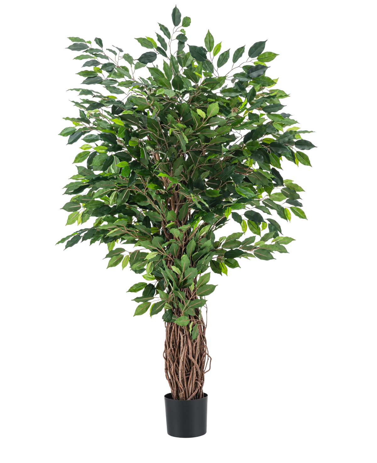 De Kunstplant Ficus Tropisch Liana 150 cm is een hoge kunstboom met een gevlochten stam en dichte groene bladeren, weergegeven in een kleine zwarte pot tegen een effen witte achtergrond.