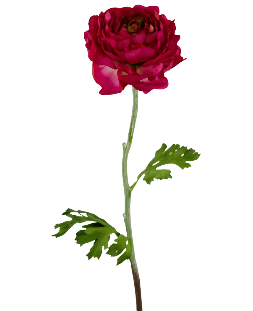 De Kunstbloem Ranonkel 51 cm donkerroze is een kunstmatige donkerroze ranonkel met gelaagde bloemblaadjes, een lange groene steel en diep gelobde groene bladeren, geïsoleerd afgebeeld op een witte achtergrond.