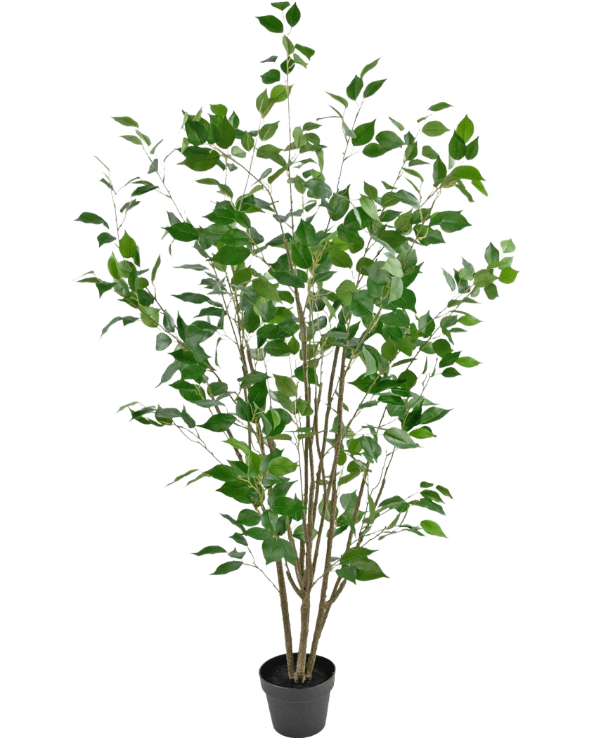 De Kunstplant Ficus 150 cm is een kunstboom in pot met meerdere slanke bruine stammen en weelderige groene bladeren tegen een effen witte achtergrond.