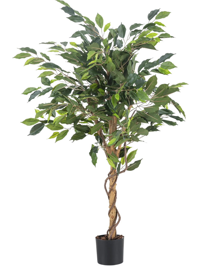 De Kunstplant Ficus Groen 120 cm heeft groene bladeren en een gedraaide stam, in een kleine zwarte pot tegen een effen witte achtergrond.