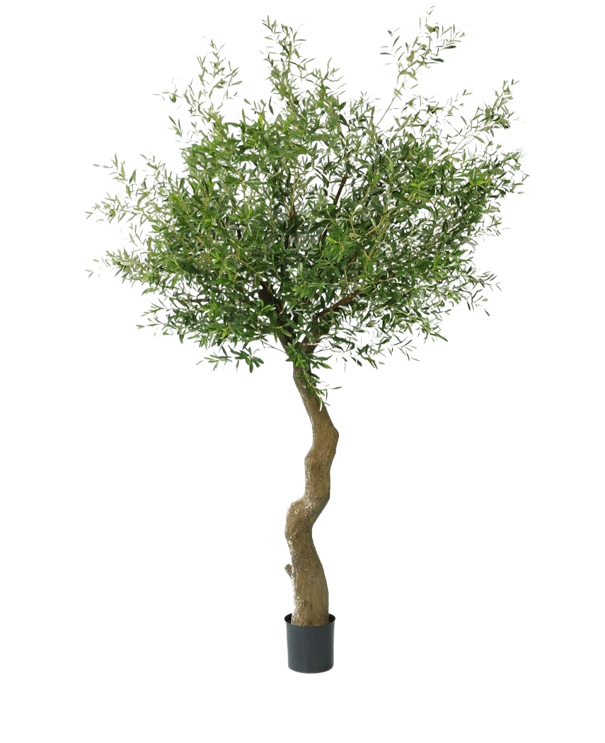 De Kunst Olijfboom 270 cm zonder olijven staat in elegante sierpotten, met een gedraaide stam en dicht groen gebladerte, tegen een effen witte achtergrond.