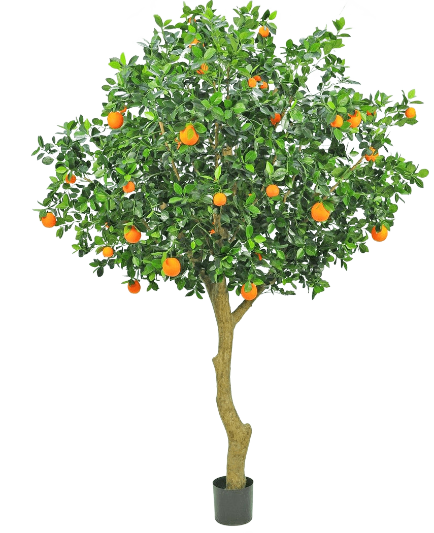 De Kunstboom Sinaasappel 275 cm heeft een slanke stam, dichte groene bladeren en levendige oranje vruchten, waardoor een realistische en decoratieve oranje boom in pot ontstaat tegen een effen witte achtergrond.