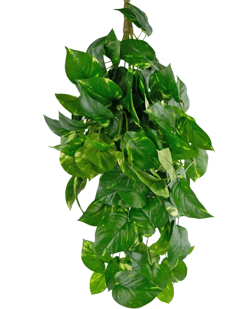 De Kunst hangplant Golden Vine Deluxe 80 cm heeft levendige groene, hartvormige bladeren die naar beneden vallen en een weelderig beeld vormen tegen een effen witte achtergrond.