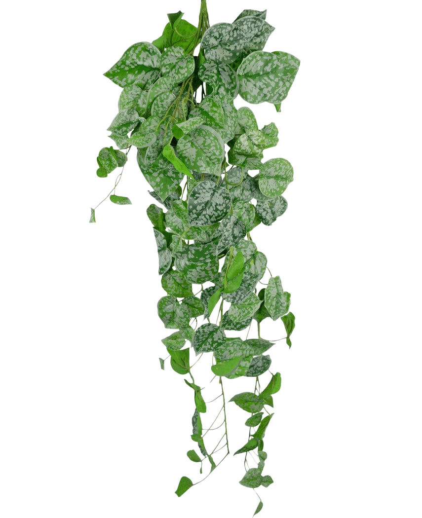 De Kunst hangplant Scindapsus 90 cm is een hangende klimplant met hartvormige groene bladeren versierd met zilverwitte spikkels, die naar beneden vallen tegen een effen witte achtergrond.