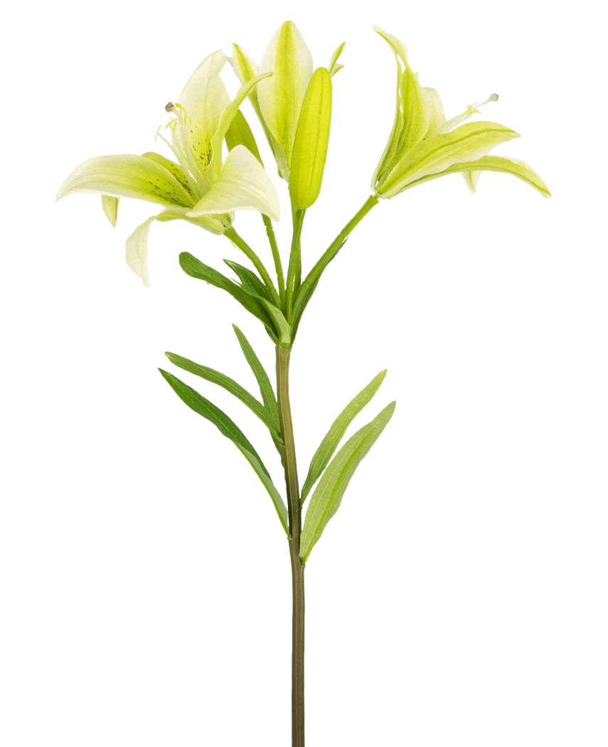De Kunstbloem Aziatische Lelie 66 cm wit heeft een enkele steel met groene bladeren en drie lichtgroene leliebloemen-twee volledig open, een in knop-getoond tegen een effen witte achtergrond.