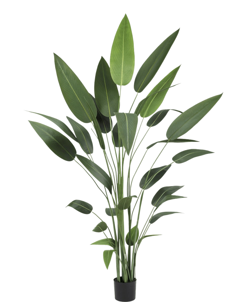De Kunstplant Heliconia 210 cm heeft lange, slanke groene stelen en grote, puntige bladeren in een zwarte pot - ideaal om de schoonheid van grote planten in elke ruimte te brengen.