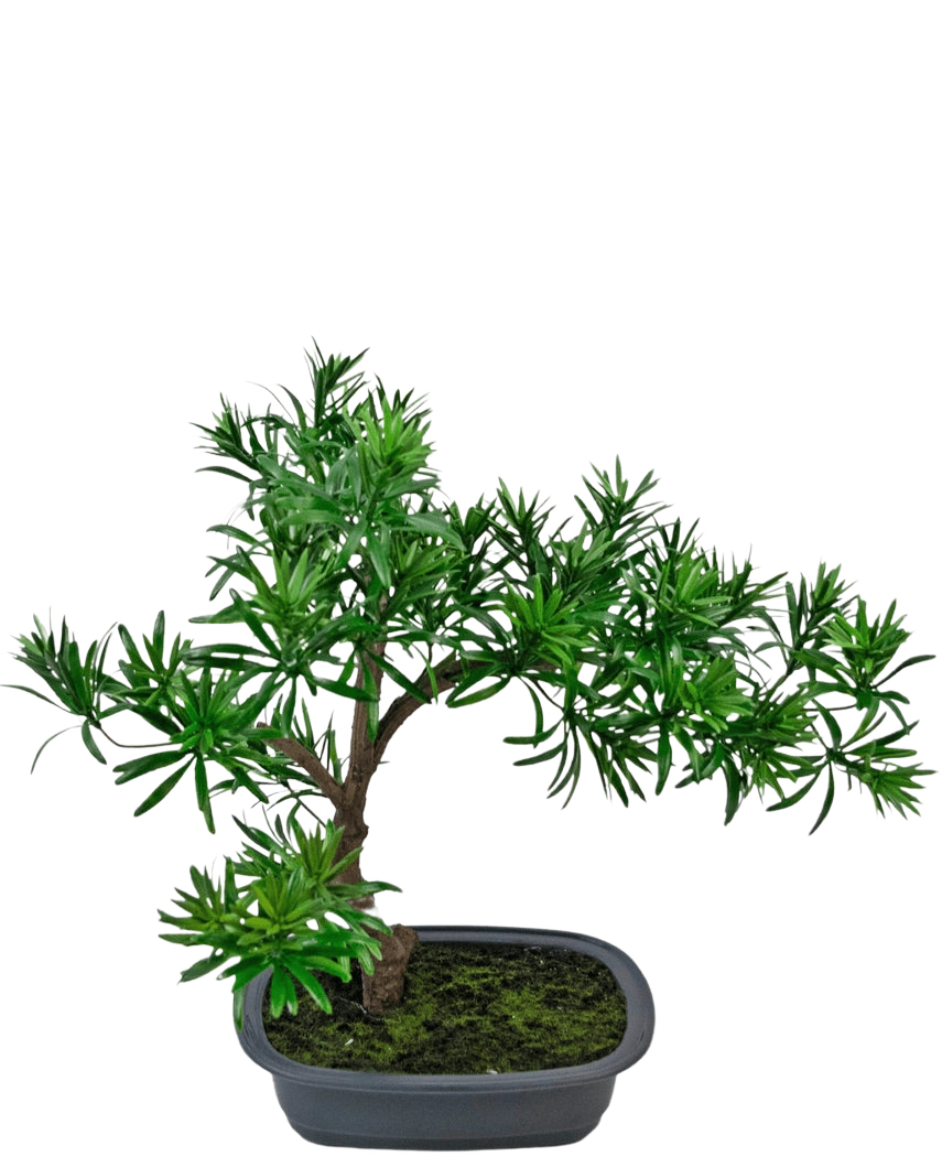 De Kunstplant Bonsai Podocarpus 40 cm heeft dicht groen gebladerte in een ondiepe rechthoekige grijze pot met mos, perfect om een natuurlijke stijl toe te voegen aan elke ruimte.
