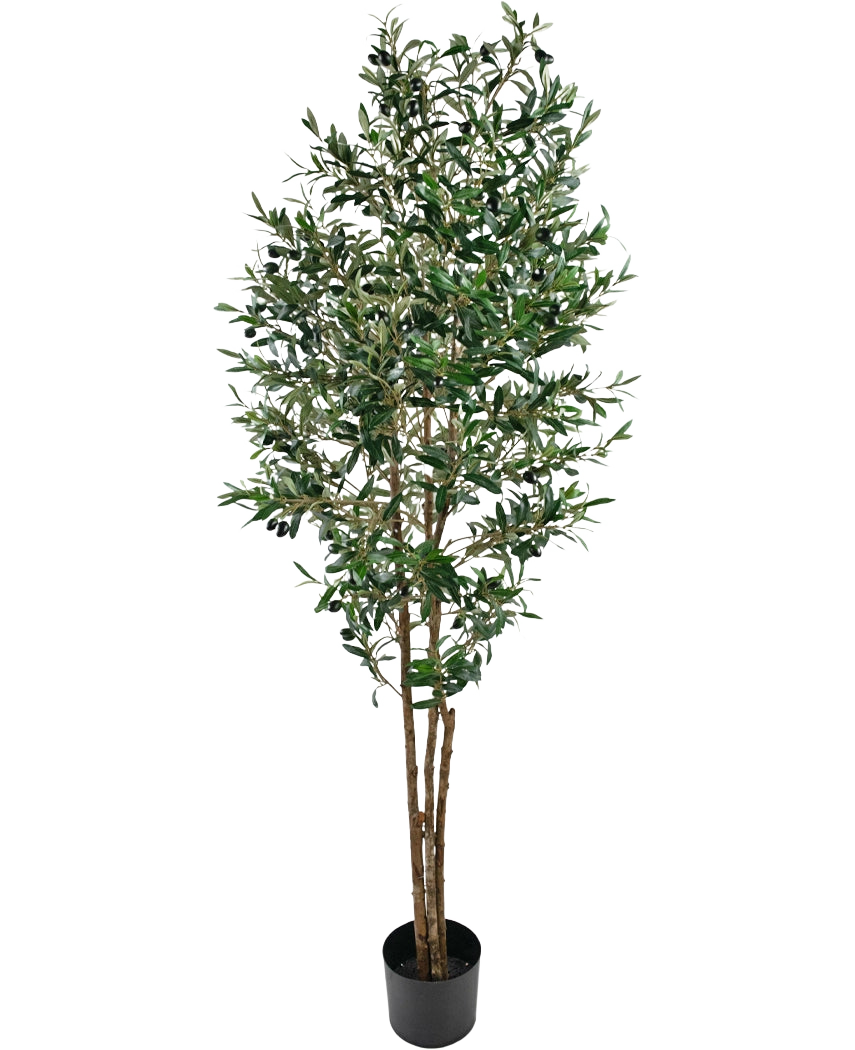 De Kunst olijfboom UV 180 cm is een hoge nep olijfboom met slanke takken en groene bladeren, UV-bestendig, geleverd in een eenvoudige zwarte pot en mooi uitgelicht tegen een witte achtergrond.