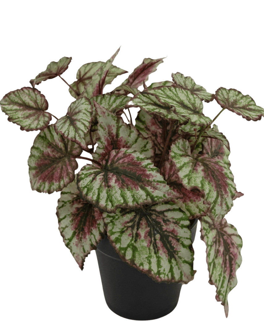 De Kunstplant Begonia in pot 25cm heeft grote, gestructureerde bladeren in groen, wit en roze. Gepresenteerd in een kleine zwarte pot tegen een effen witte achtergrond.