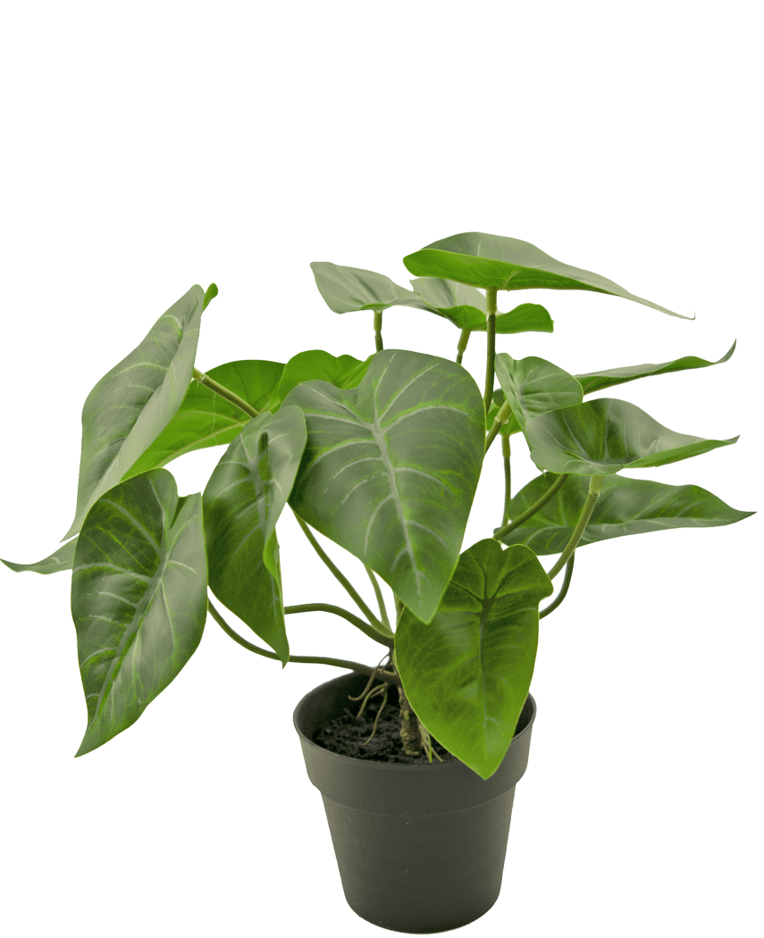 De Kunstplant Swan 27 cm is een potplant met grote, hartvormige groene bladeren met prominente lichtgekleurde nerven, in een eenvoudige zwarte pot tegen een effen witte achtergrond.