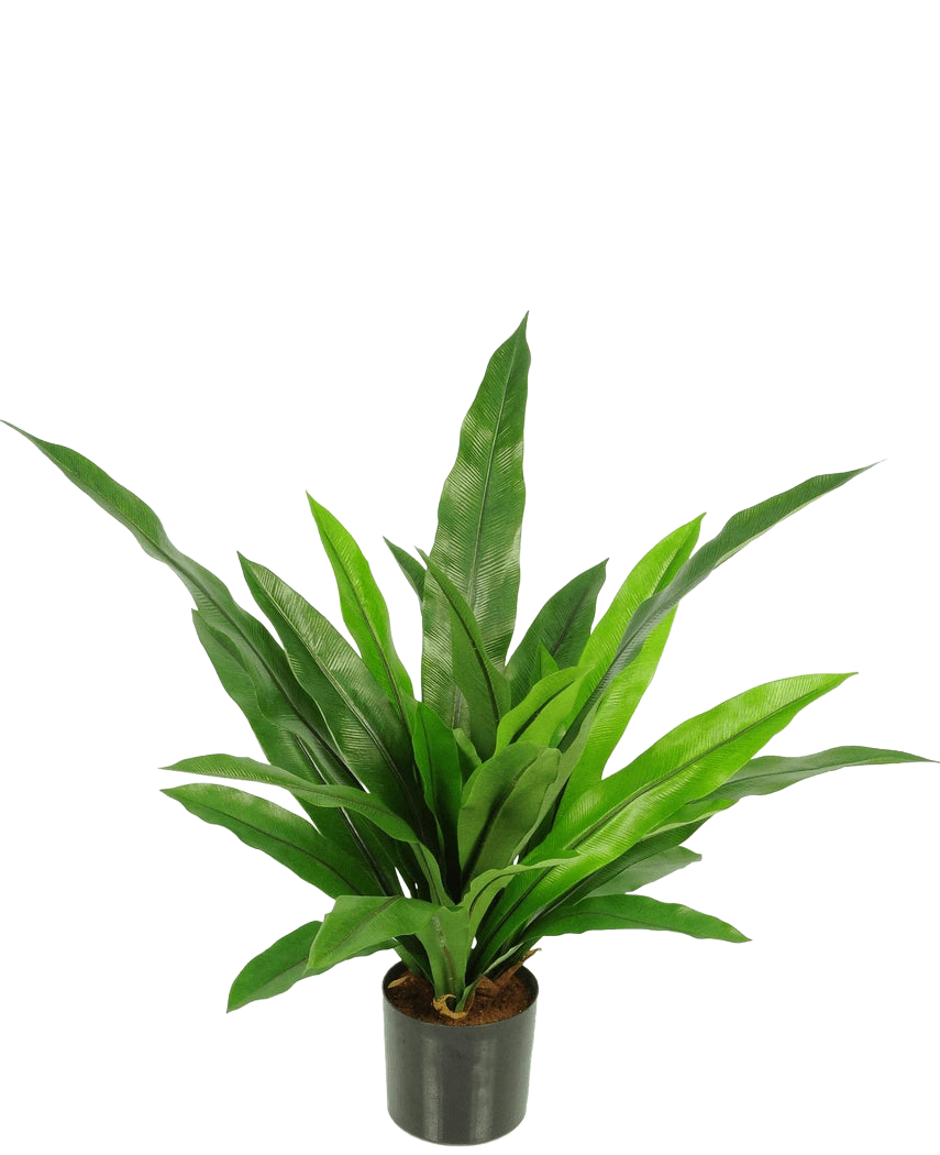 De Kunstplant Bird's Deluxe 60 cm is een groene kamerplant in pot met lange, smalle, puntige bladeren in een zwarte pot tegen een effen witte achtergrond.