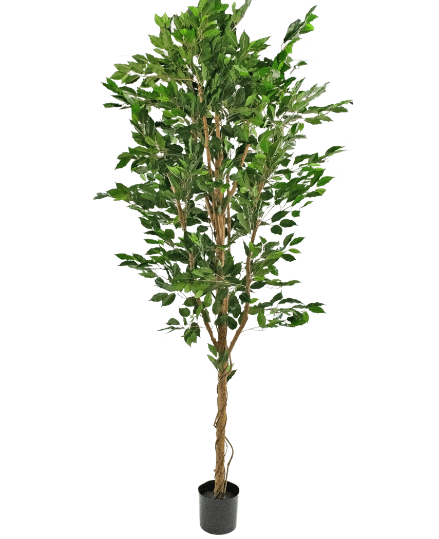De Kunstplant Ficus Groen 240 cm is een hoge kunstboom met meerdere gevlochten stammen en weelderige groene bladeren, in een compacte zwarte pot tegen een effen witte achtergrond.