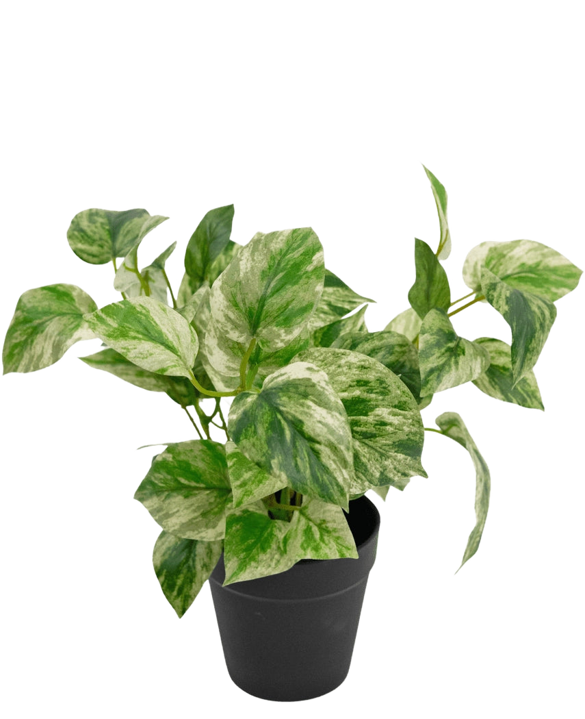 De Kunstplant Gouden Wijnstok in Pot 25cm heeft groen en wit bonte bladeren in een eenvoudige zwarte pot, tegen een effen witte achtergrond.