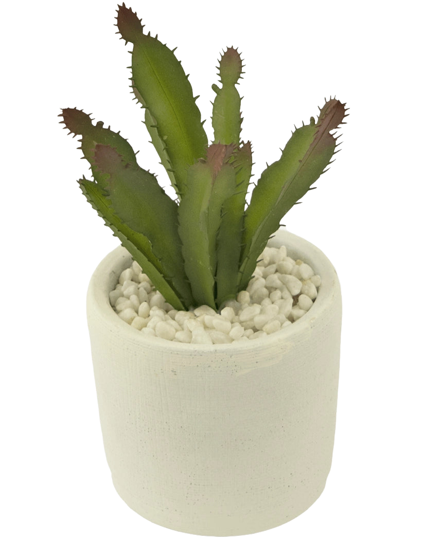 De Kunst vetplant 20 cm is een groene stekelige vetplant met roodachtige uiteinden in een witte pot van keramiek gevuld met witte kiezels, afgebeeld tegen een effen witte achtergrond.