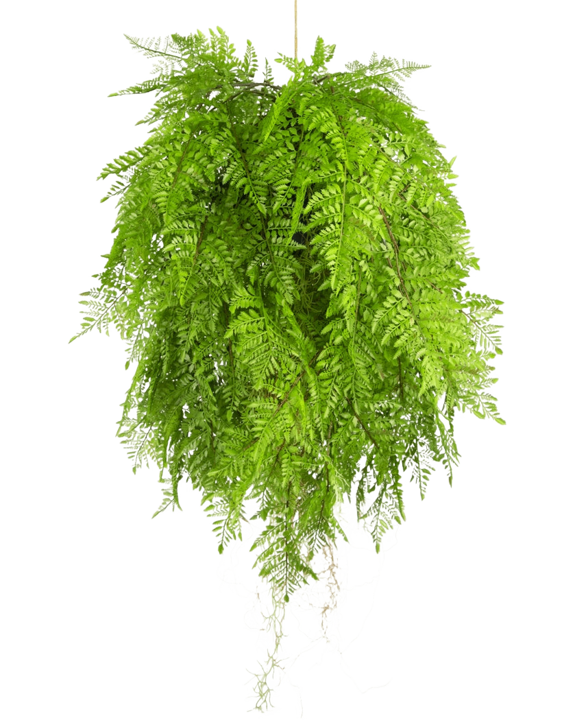 De Kunst hangplant Varen met wortels d80 cm met hangsysteem heeft lange, sierlijke bladeren en is perfect voor een stijlvolle interieurdecoratie tegen een witte achtergrond.
