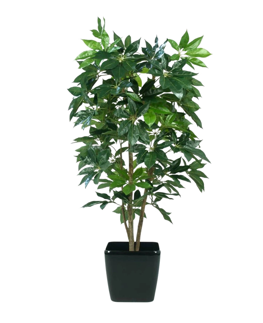 De Kunstplant Schefflera 150 cm heeft meerdere stelen en glanzend groene bladeren, gepresenteerd in een zwarte rechthoekige plantenbak tegen een effen witte achtergrond.