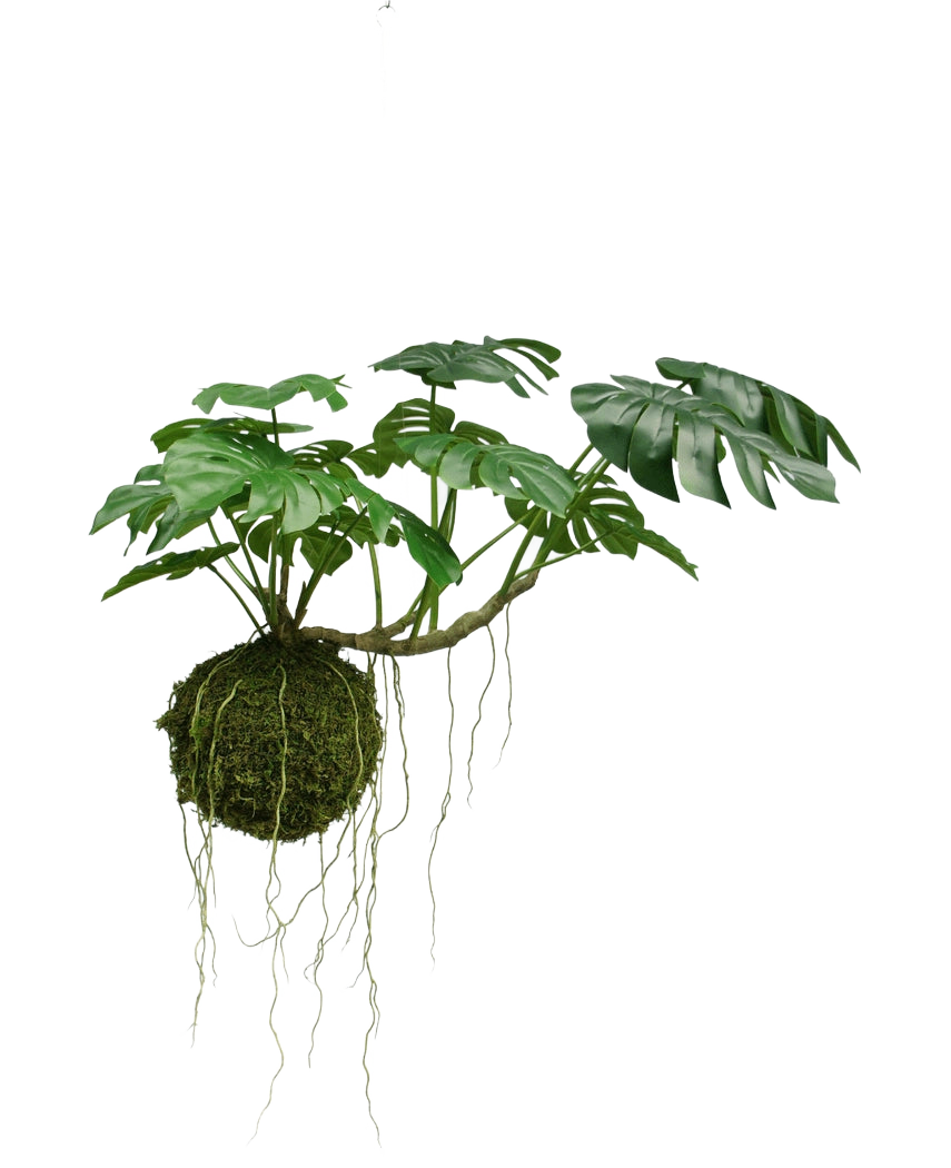 De Kunst hangplant Monstera Deluxe 60 cm heeft grote groene bladeren en lange wortels die uit een mosbol hangen, wat zorgt voor een tropische sfeer tegen een witte achtergrond.