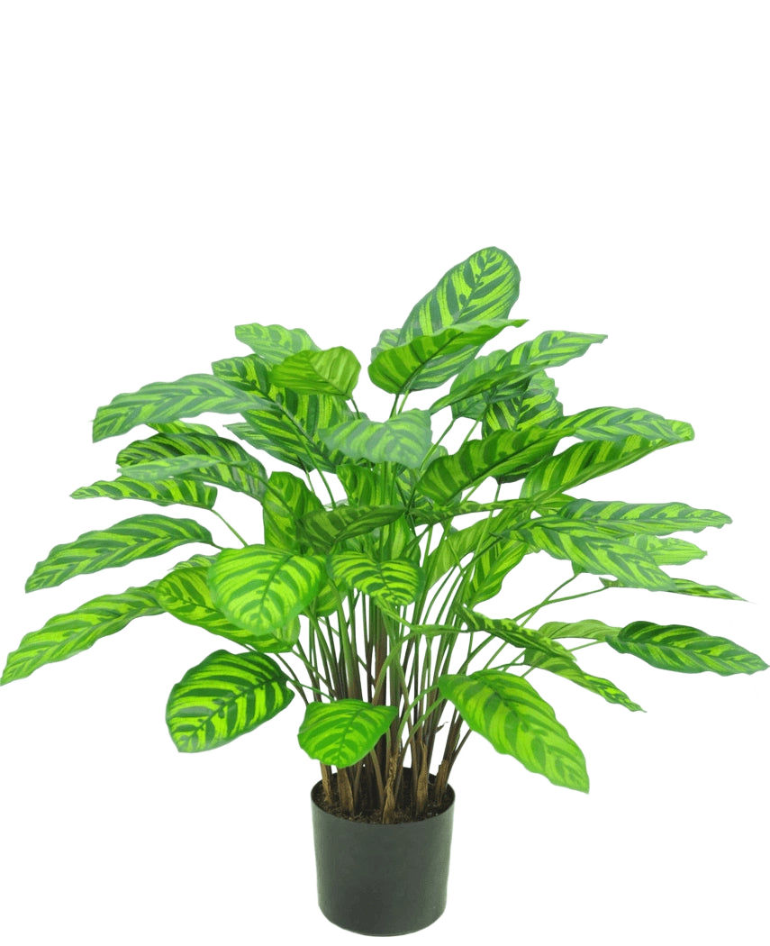 De Kunstplant Calathea Makoyana UV 75 cm rood is een kunstplant in pot met veel brede, levendige groene bladeren met lichtgroene strepen, dicht op elkaar geplaatst op meerdere stelen in een kleine zwarte pot tegen een witte achtergrond.