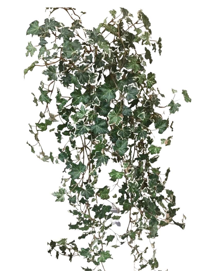 De Kunst Klimop Deluxe Rijk Groen-wit 90 cm heeft weelderige groene en witte gelobde bladeren op slepende stelen, die prachtig afsteken tegen een effen witte achtergrond.