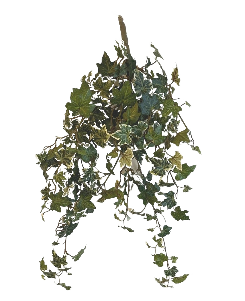 De Kunst Klimop Deluxe Groen-wit 60cm is een hangende kunstklimop plant met trapsgewijze groene en witte bonte bladeren, tegen een effen witte achtergrond.