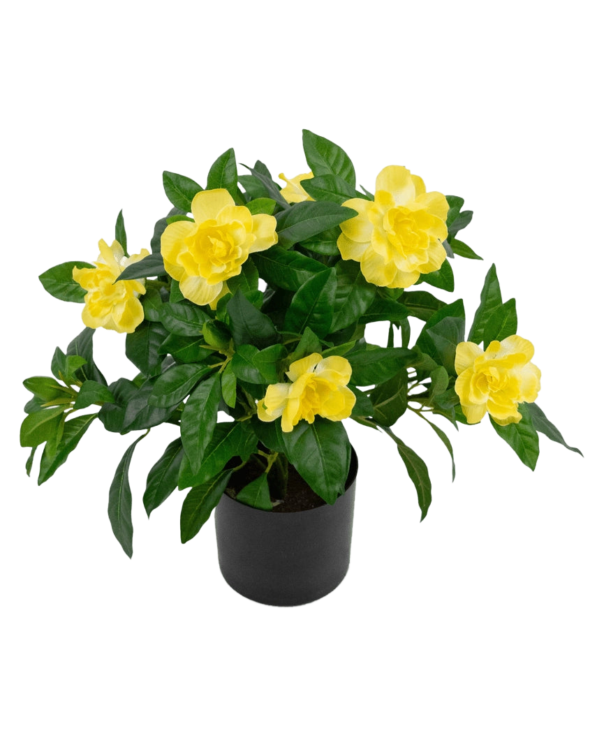 De Kunstplant Gardenia UV 39 cm is een weelderig groene kunstplant met grote, levendige gele bloemen en glanzende bladeren in een zwarte pot, tegen een effen witte achtergrond.