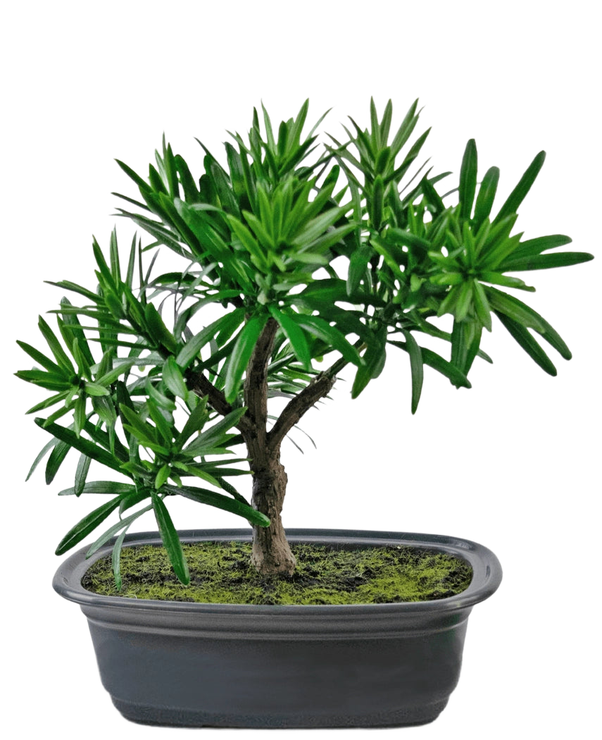 De Kunstplant Bonsai Podocarpus 20 cm heeft dichte groene bladeren en een slanke stam in een ondiepe ovale zwarte pot met mosgrond, tegen een witte achtergrond.
