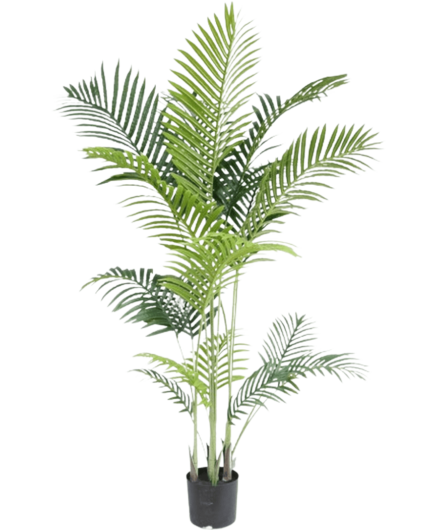 De Kunstplant Phoenix 160 cm is een hoge nepplant met slanke groene bladeren op meerdere stelen in een kleine zwarte pot, tegen een witte achtergrond voor een luxe uitstraling - perfect voor liefhebbers van tropische planten.