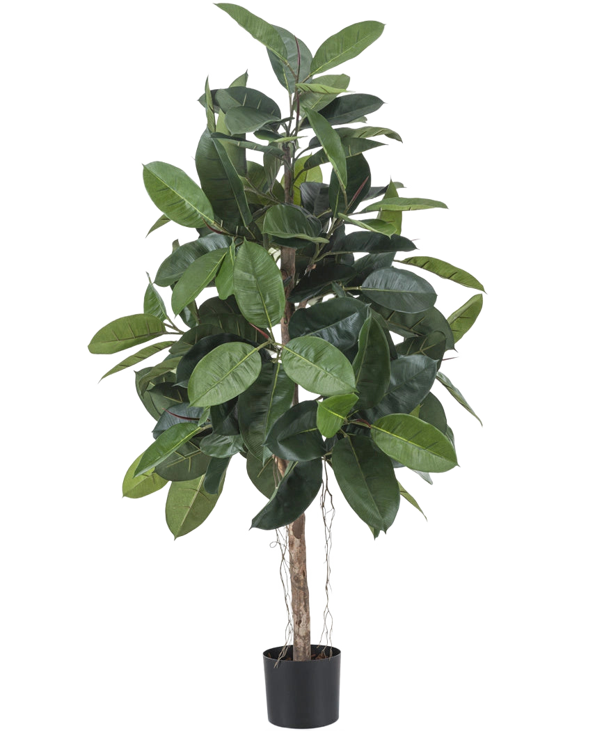 De Kunstplant Rubber Plant 150 cm heeft brede, glanzende donkergroene bladeren en staat in een kleine zwarte pot tegen een witte achtergrond.