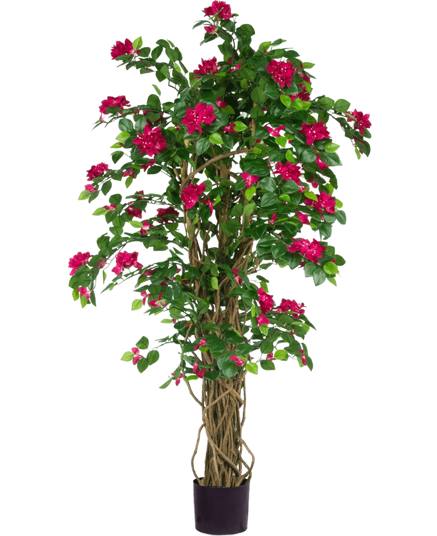 De Kunstplant Bougainvillea Liana Fuchsia 115 cm heeft weelderige groene bladeren en levendige fuchsia bloemen op ineengestrengelde stelen in een zwarte plantenbak, die een mediterrane sfeer toevoegt aan elke ruimte tegen een witte achtergrond.