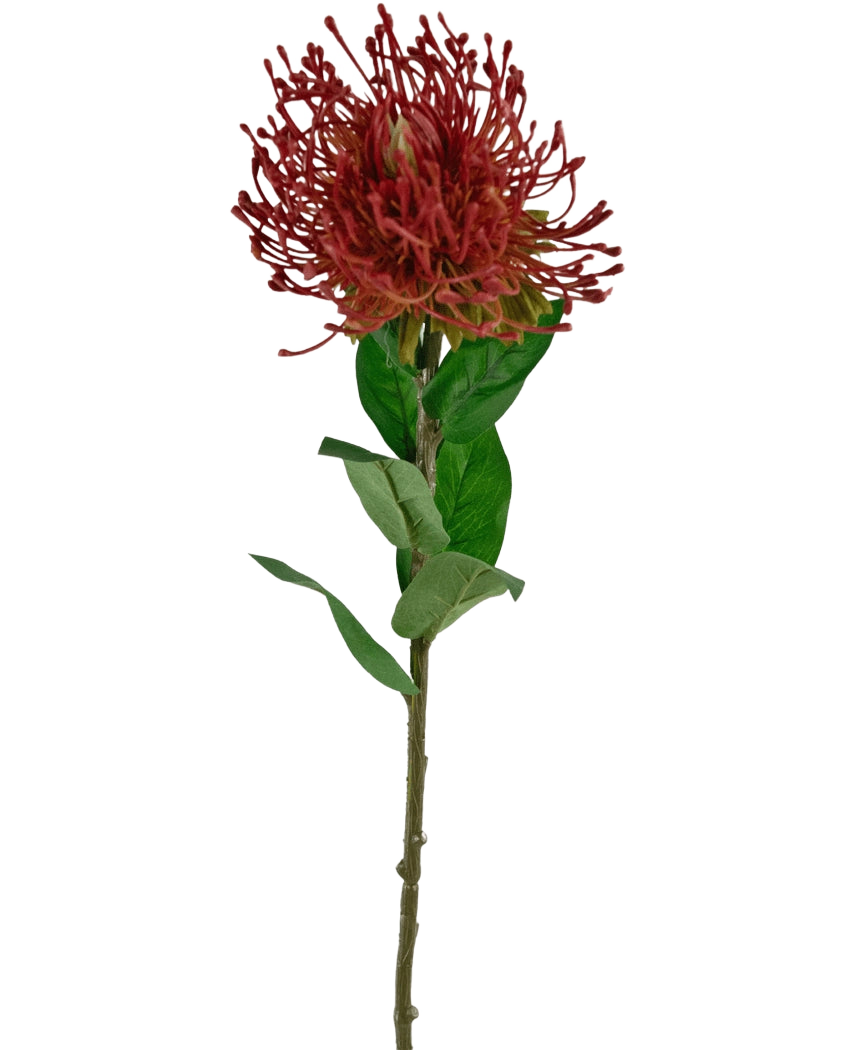 De Kunstbloem Protea 73 cm rood heeft een enkele rode speldenkussen protea met stekelige bloemblaadjes en groene bladeren op een lange, dunne steel, tegen een witte achtergrond.