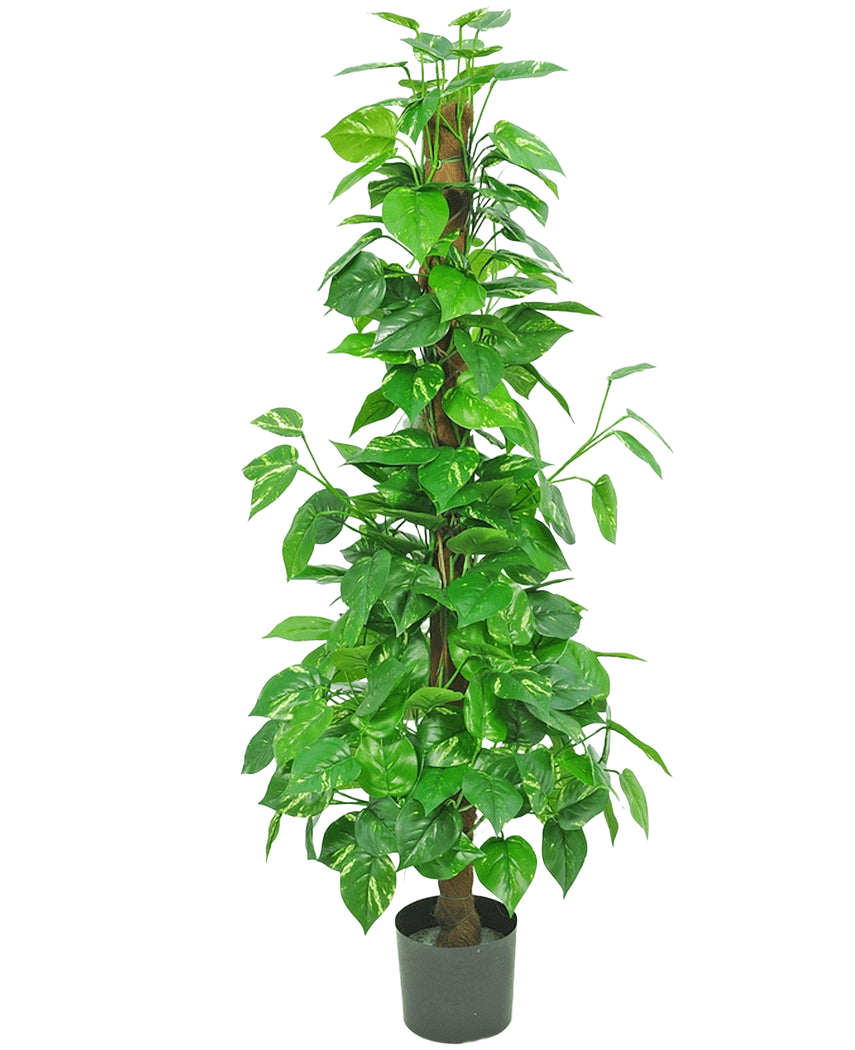 De Kunstplant Pothos 150 cm is een hoge kunstplant met glanzend groene bladeren op een centrale bruine stengel, in een kleine zwarte pot tegen een effen witte achtergrond.