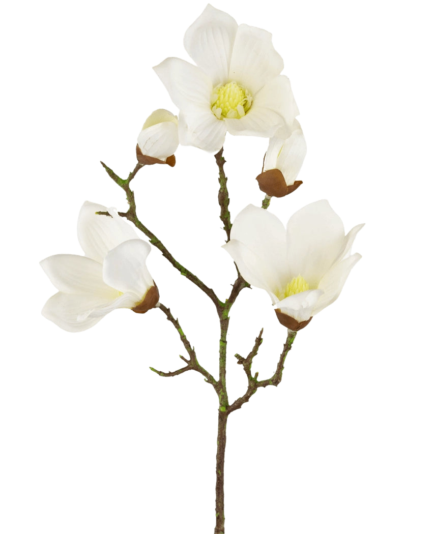 Een Kunst Magnolia Real Touch Wit 72cm tak toont meerdere witte magnolia bloemen en knoppen met gele harten, tegen een effen witte achtergrond.