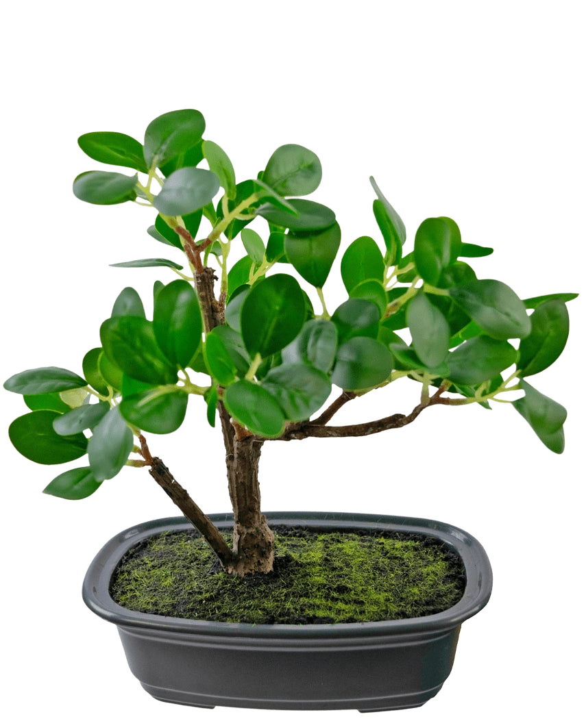 De Kunstplant Bonsai Ficus 20 cm heeft dikke, ovale groene bladeren en staat in een ondiepe zwarte pot met mosgrond, tegen een effen witte achtergrond.