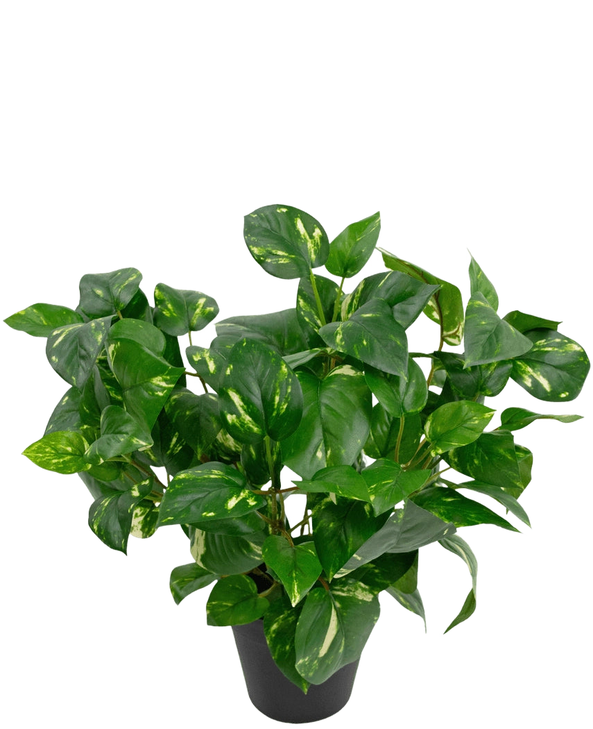De Kunstplant Gouden Wijnstok in Pot 40cm heeft weelderige, hartvormige groene bladeren met gele schakeringen tegen een effen witte achtergrond.