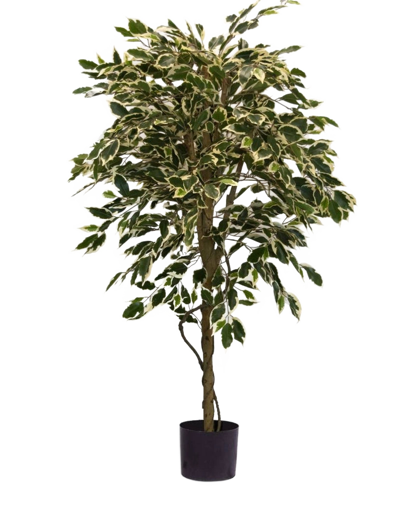 De Kunstplant Ficus Bont 150 cm heeft bonte groene en witte bladeren en een gedraaide stam, in een eenvoudige zwarte pot tegen een effen witte achtergrond.
