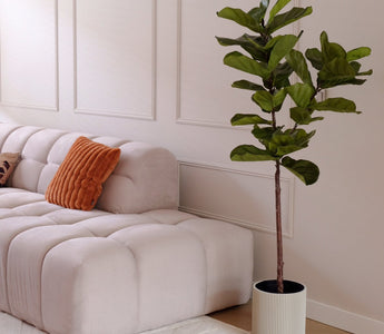 Kunstplant Ficus Tabaksplant in huis.