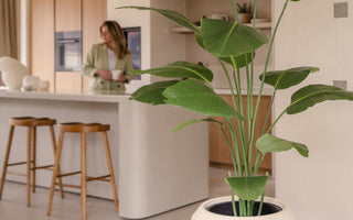Welke Strelitzia Kunstplant past bij jou?