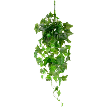 Een hangende tros groene klimopbladeren met trapsgewijze wijnranken tegen een effen witte achtergrond.