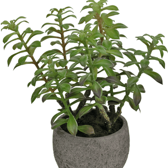 Een jadeplant in pot met dikke, glanzend groene bladeren en meerdere vertakkende stengels, in een ronde, grijze plantenbak met textuur tegen een effen witte achtergrond.