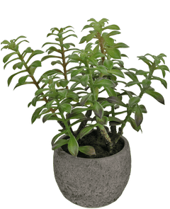 Kunst vetplant