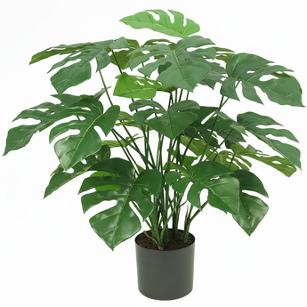 Een monstera plant in pot met grote, glanzend groene bladeren met opvallende natuurlijke gaten, tegen een witte achtergrond.