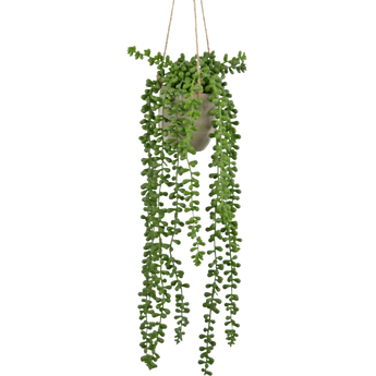 Een hangende plantenbak met cascade van groene parelsnoeren, opgehangen met touw tegen een effen witte achtergrond.