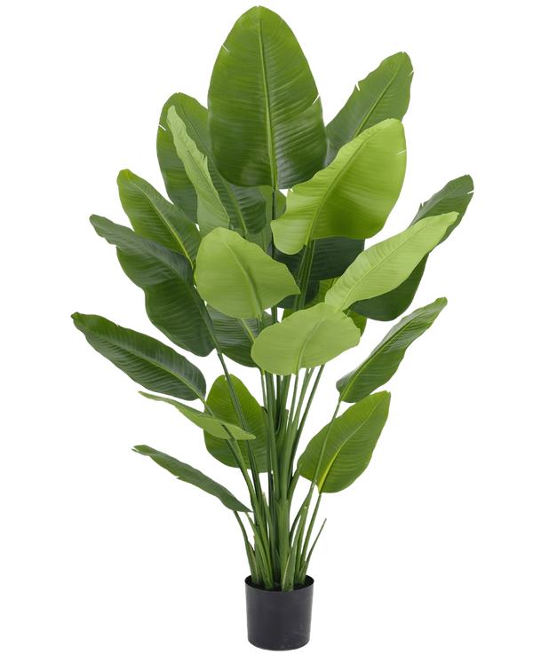 Kunst Strelitzia