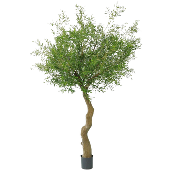 Een boom in pot met een gedraaide stam en een vol bladerdak van kleine groene blaadjes, tegen een effen witte achtergrond.