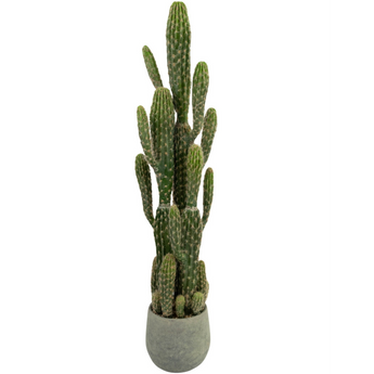 Een hoge, groene cactus met meerdere rechtopstaande armen groeit in een ronde, grijze pot tegen een effen witte achtergrond.
