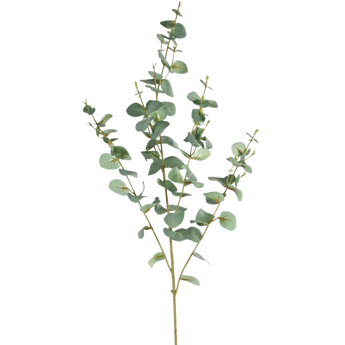 Een enkele eucalyptustak met lange stelen en ronde groene bladeren, tegen een effen witte achtergrond.